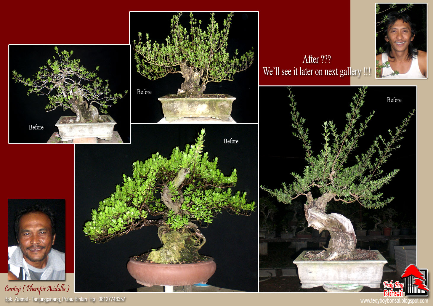 Bonsai Tedy Boy Bonsai Bali INDONESIA europe usa america european JAPAN