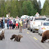 Female Grizzly Bear Escorts Children to Cross the Road