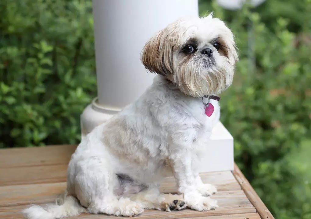 most calm small dog breeds