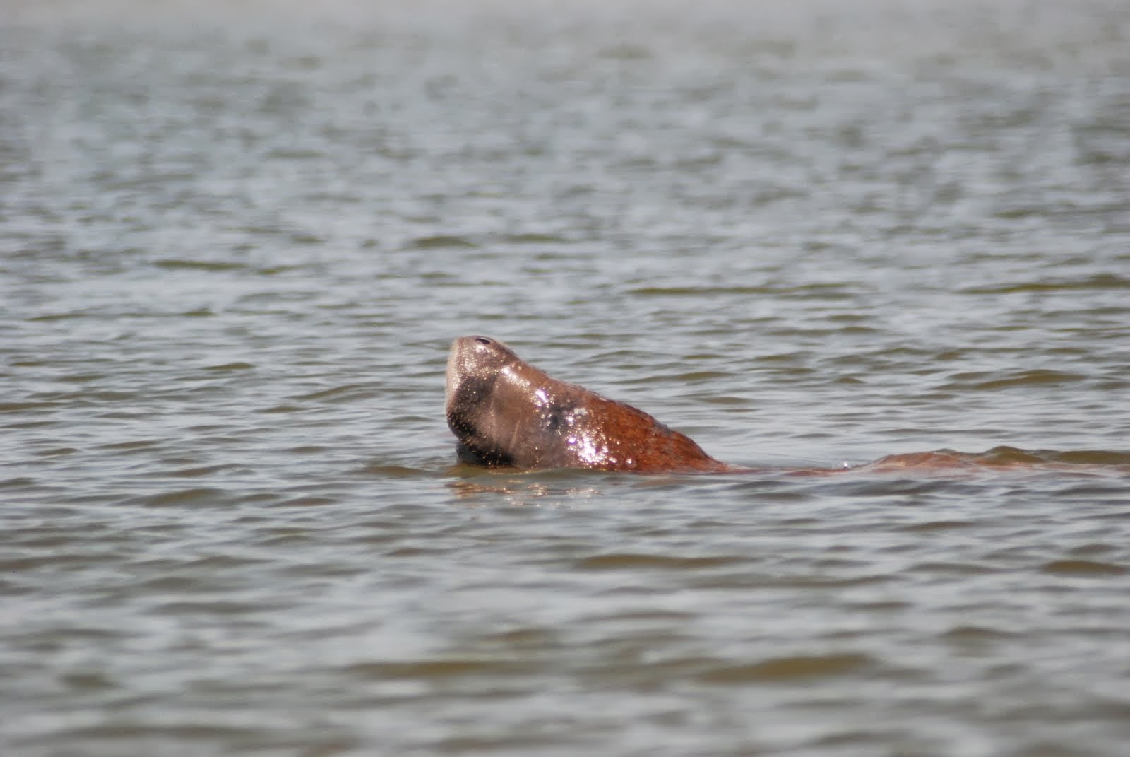 S/V Barefoot Horseshoe Bay Sanibel Bayou
