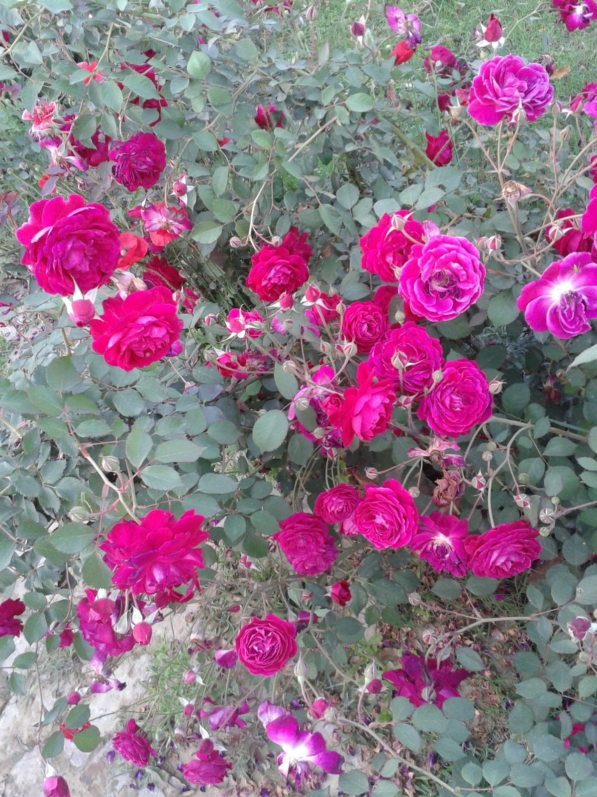 Pure Indian Desi Red Roses Pictures ~ Real Roses Pictures From Rose