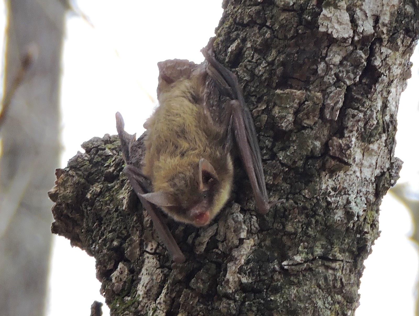Springfield Plateau Afternoon Bat Flight