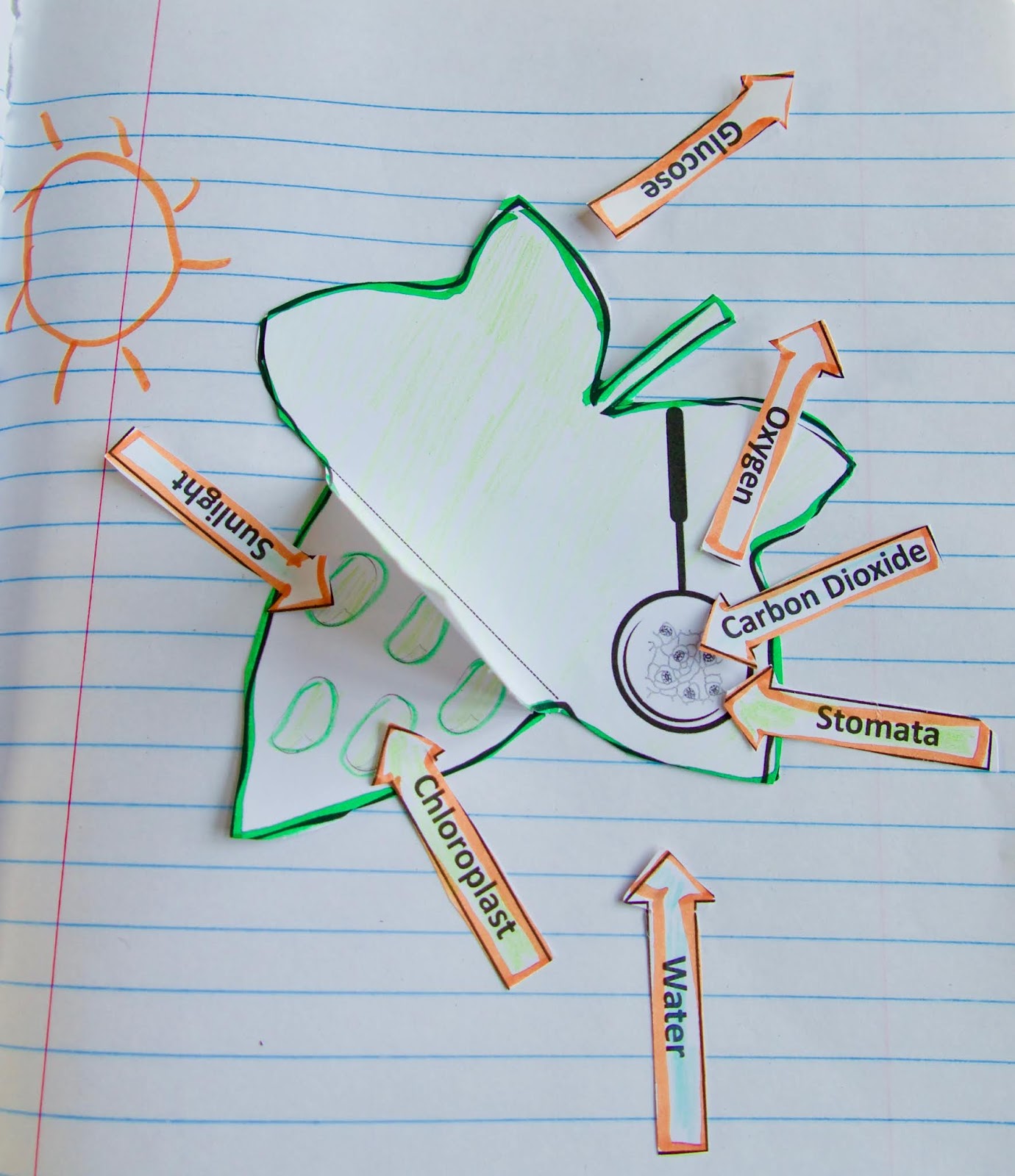 Photosynthesis questions and answers picture