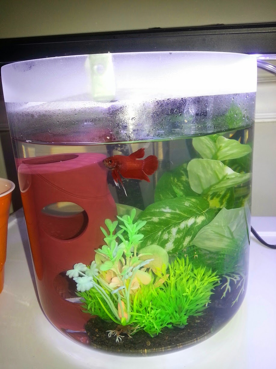 Happy Fish Blog Betta Tank Set Up, Water Changing Steps, and Betta