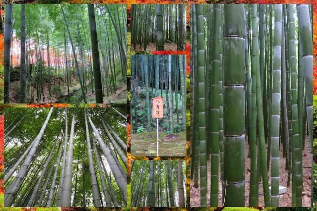 Things to do in Kyoto in Autumn: Explore the Bamboo Forest