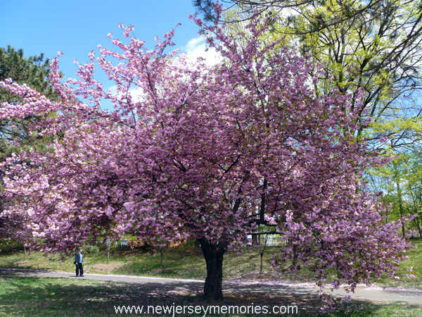 Cherry Blossoms