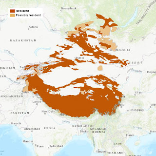 Kar leoparı dağılım haritası, 2017