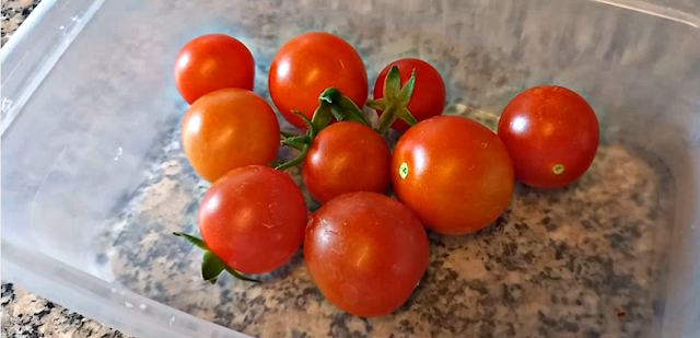 Home grown tomatoes