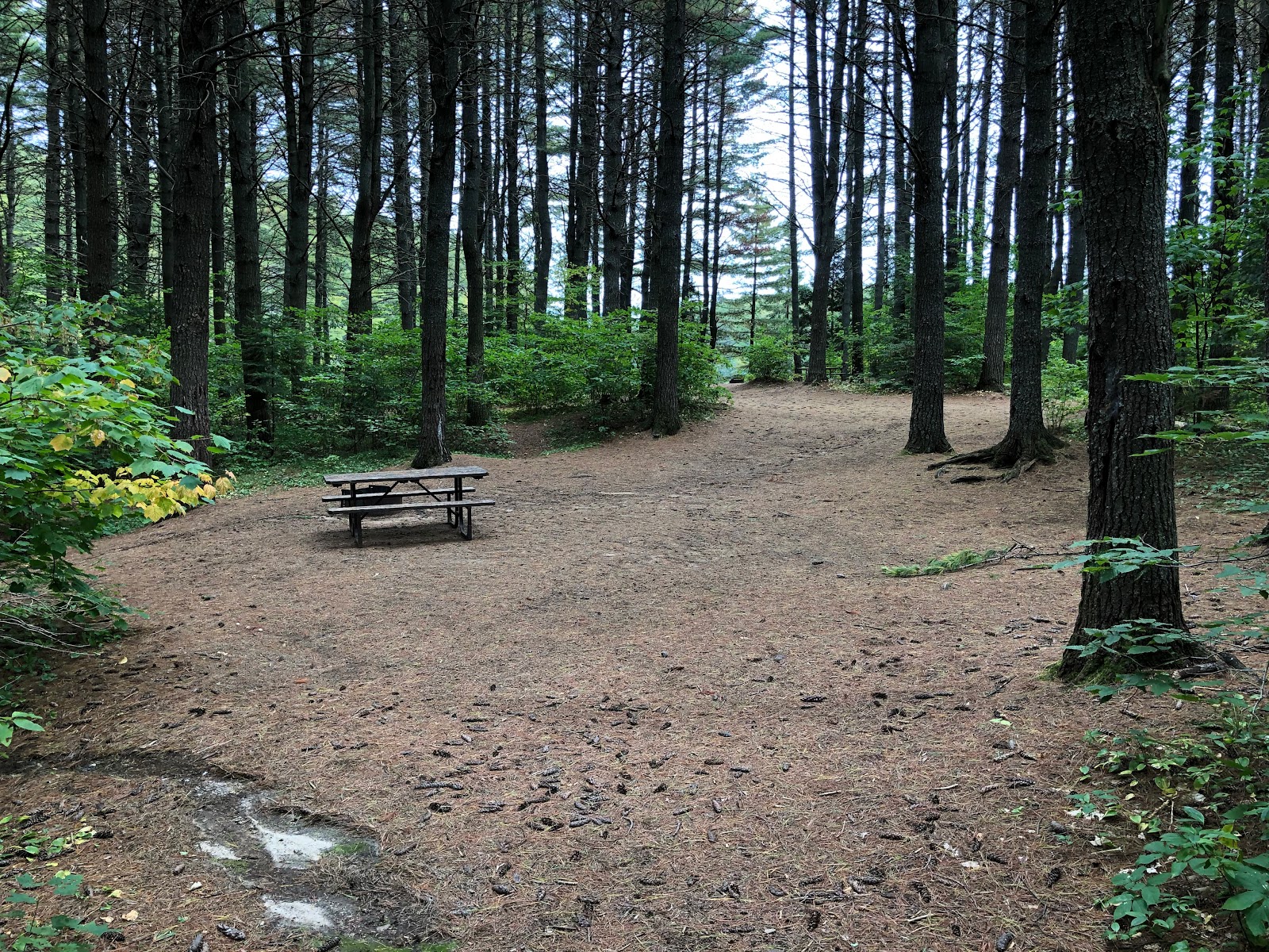 The Campsites Pog Lake Campground, Algonquin Ontario Provincial park, site 429