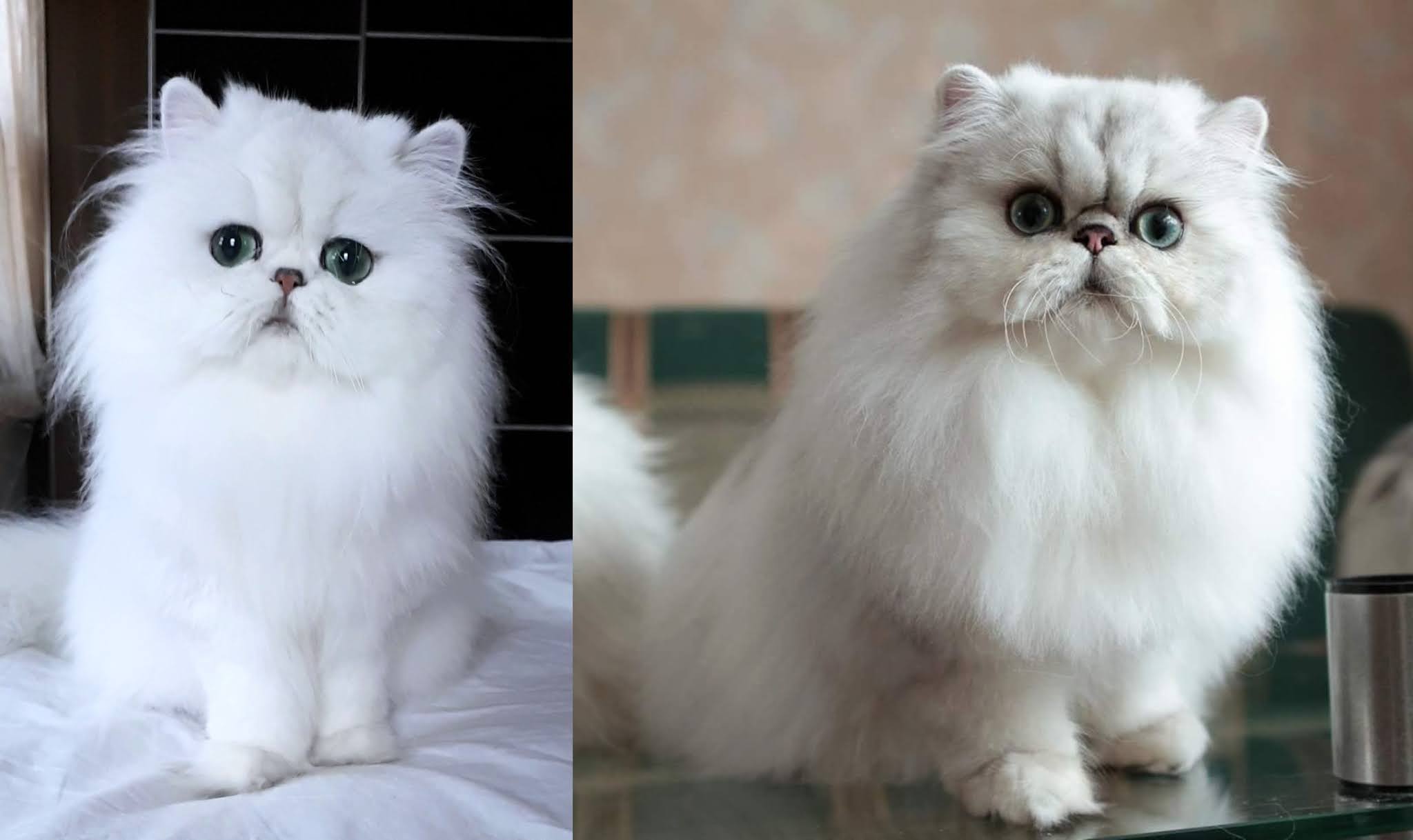 персиан порода кошек. кошачья порода шиншилла. персидская шиншилла камео. пепельно розовая шиншилла кошка. персидская голубая шиншилла.