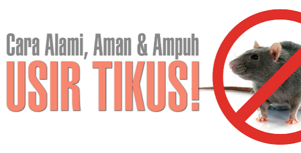 8 Cara Ampuh Mengusir Tikus Dirumah dengan Bahan Alami (100% Manjur)