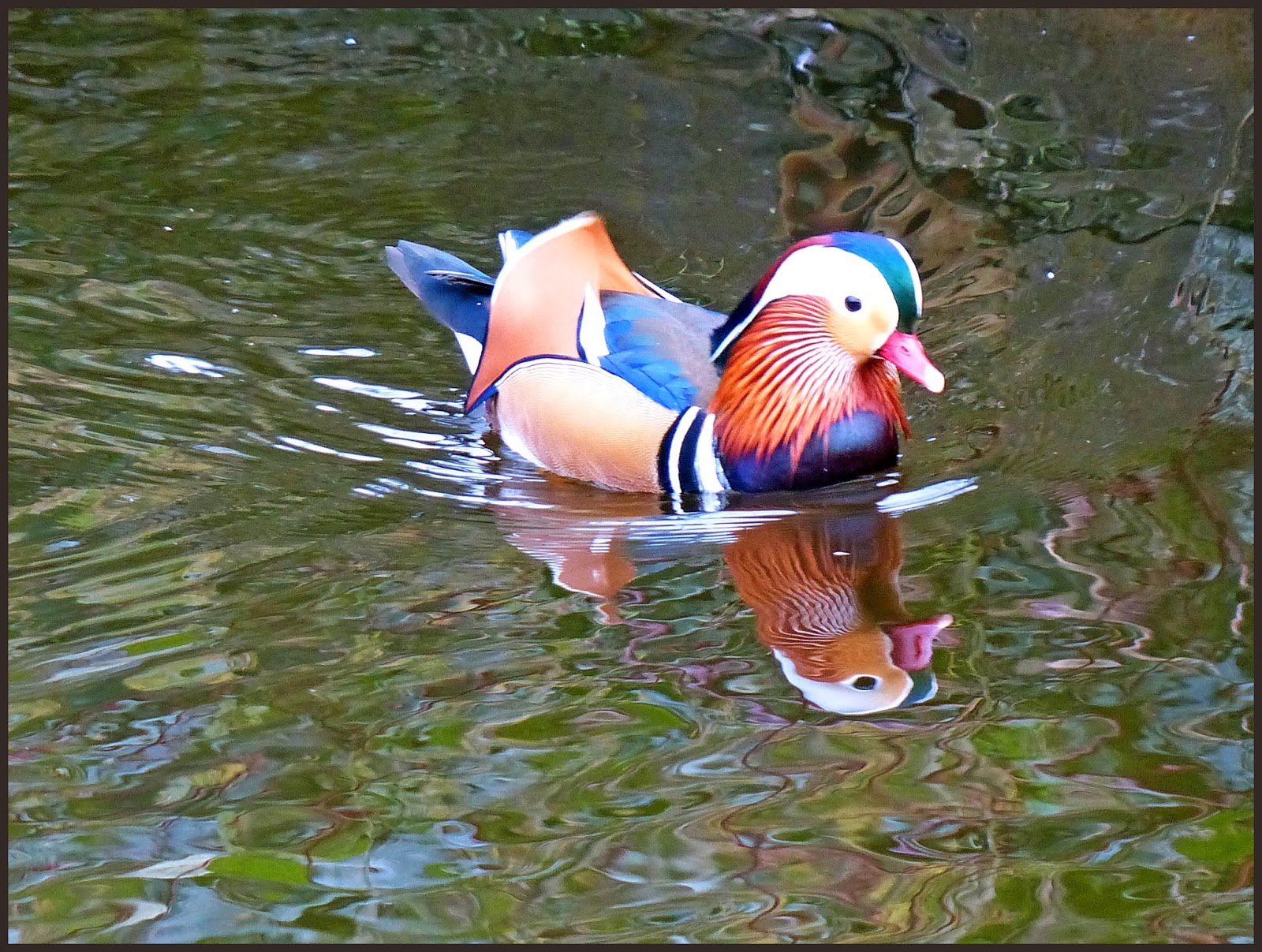 Wild and Wonderful: A Splash of Mandarin ducks (Aix galericulata ...