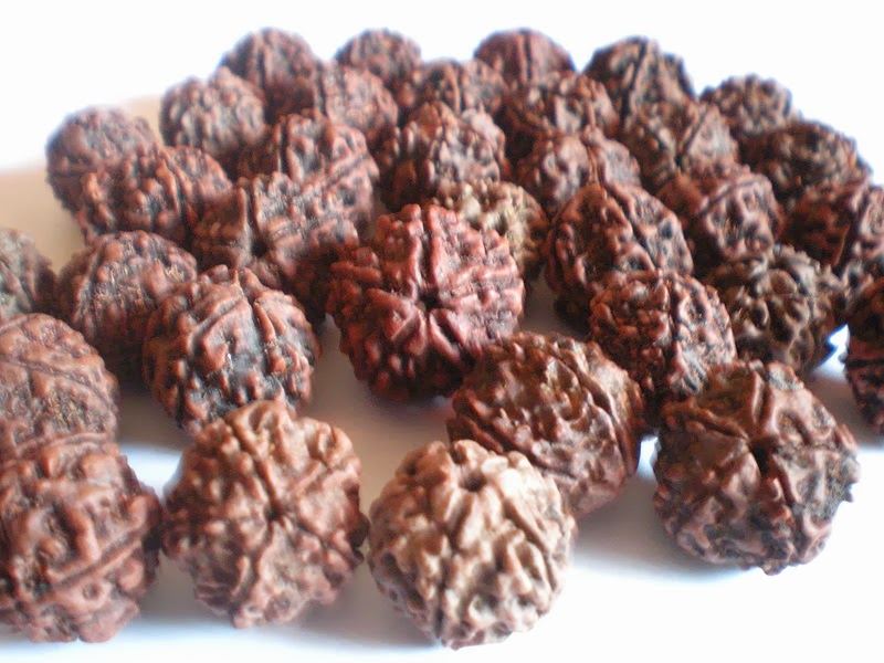 THE BITTER TRUTH Rudraksha