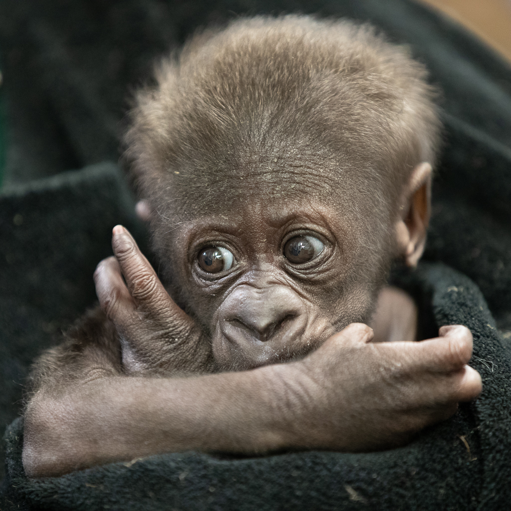 Cute Baby Gorilla Pictures