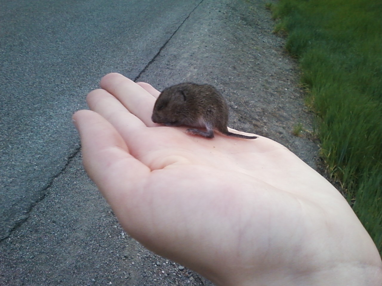 A Baby Vole Top Secret By IZ a-baby-vole-top-secret-by-iz