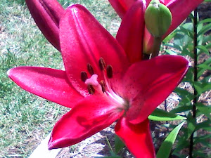 Stargazer Lily