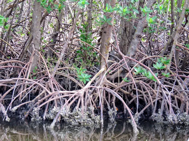 Mangroves in J.N. "Ding" Darling National Wildlife Refuge on Sanibel Island, Florida