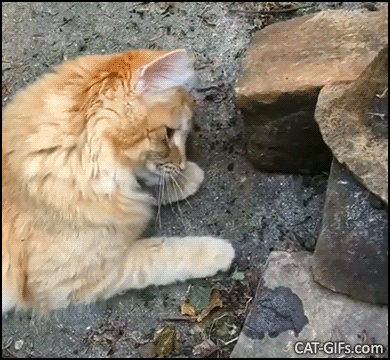 Funny Cat GIF • When your playful Kitty just wants to make friends with a brave toad Funny Cat GIF • When your playful Kitty just wants to make friends with a brave toad