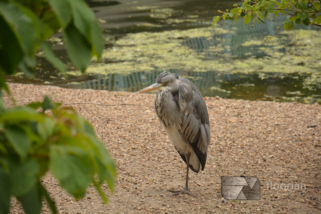 St. James Park to uroczy park otoczony najbardziej znanymi atrakcjami Londynu, rozciągający się od Pałacu Buckingham do Horse Guards Parade.