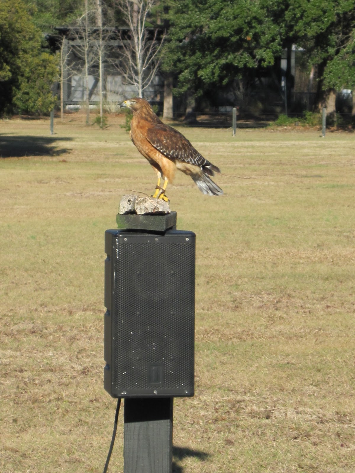 MUSC Miles: Birds of prey center