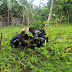 Satgas Yonif 755/Yalet Kostrad Tanam Pohon untuk masa depan Rimersary