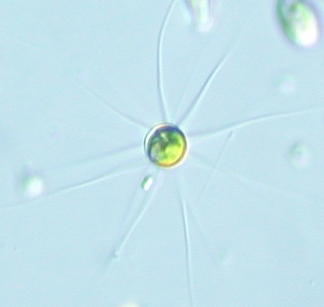 One algal cell