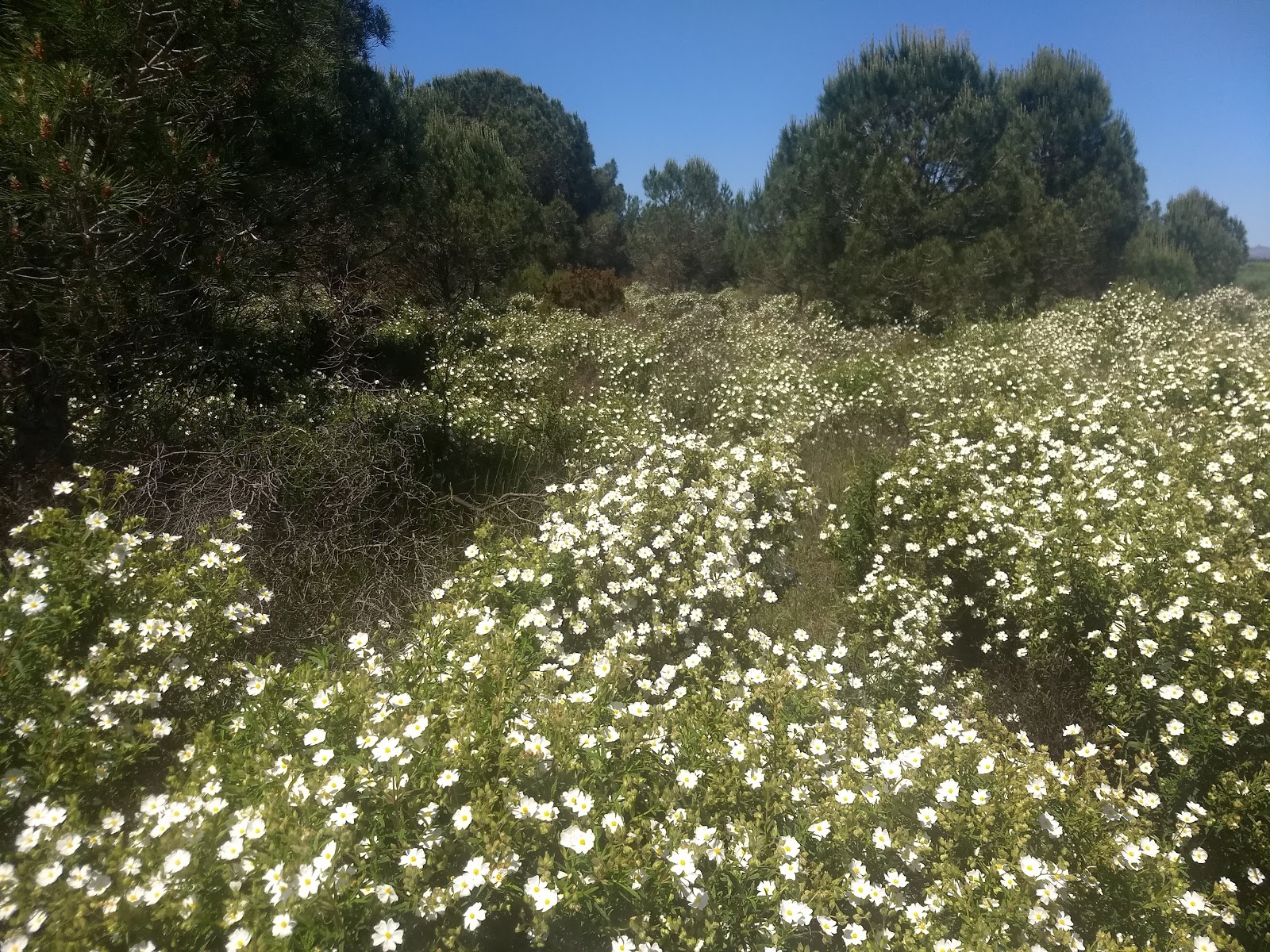 Le Blog De Michele Petales Et Couleurs