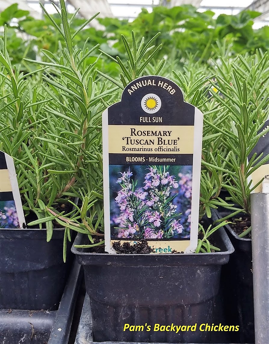 Future Plants By Randy Stewart Junipers For All Landscapes