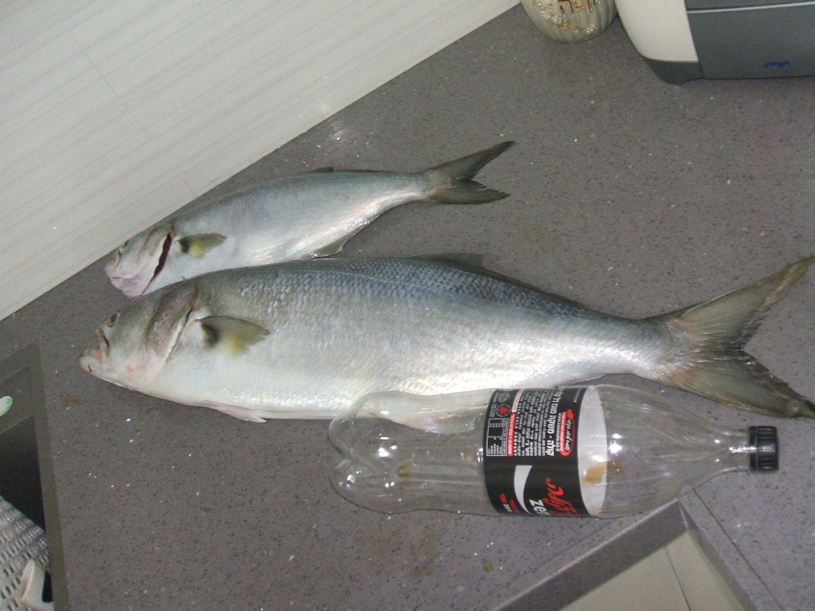 SALTWATER SPINNING IN ISRAEL: CRAZY FISH