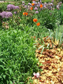 Paul Kane House perennial bed showing summer phlox, oriental poppy, caramel heuchera, german iris by garden muses: a Toronto gardening blog