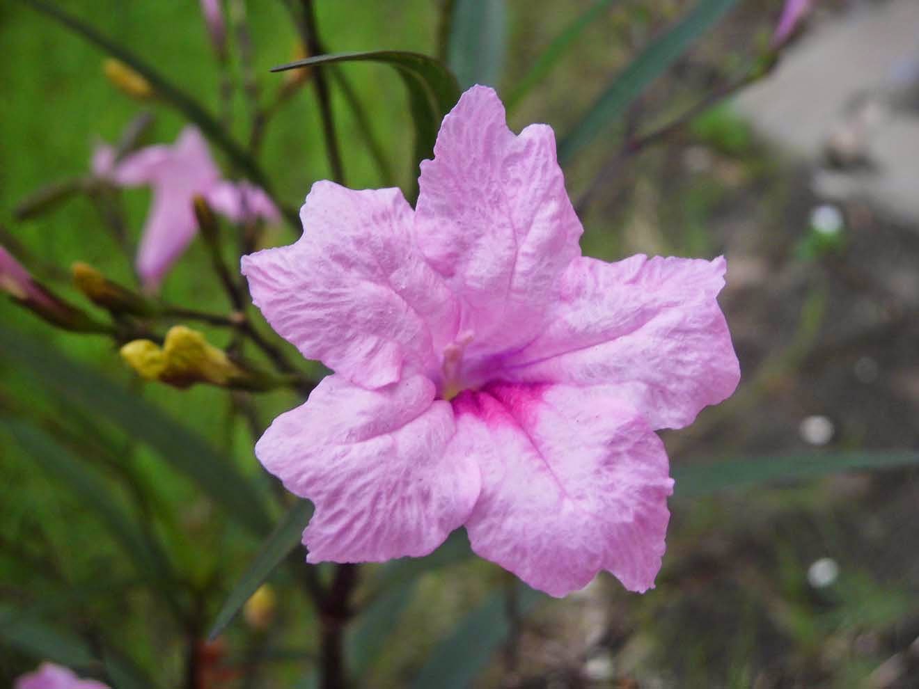 Mexican Petunia (Ruellia simplex) Pink Colour