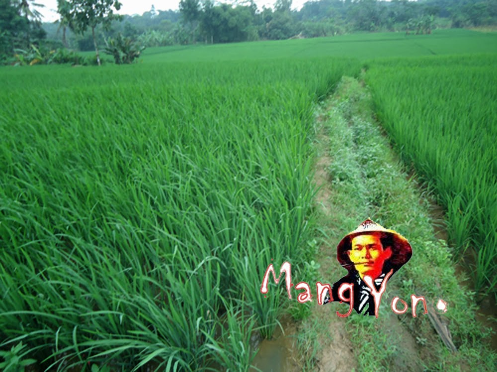 Mulai mencoba menanam padi  beras  merah Blog Mang Yono