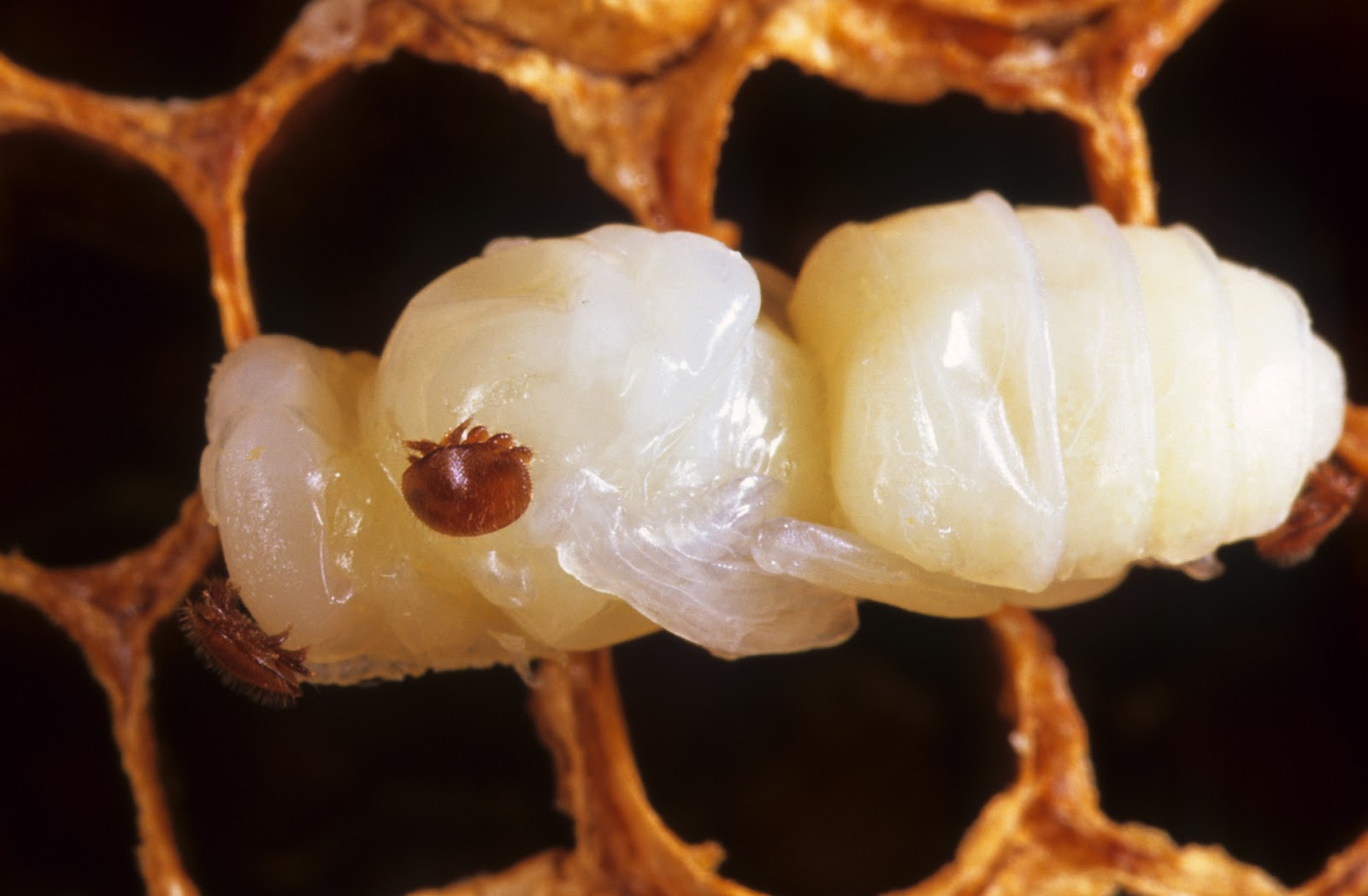 Brushy Mountain Bee Farm: Controlling Your Varroa Mite Counts