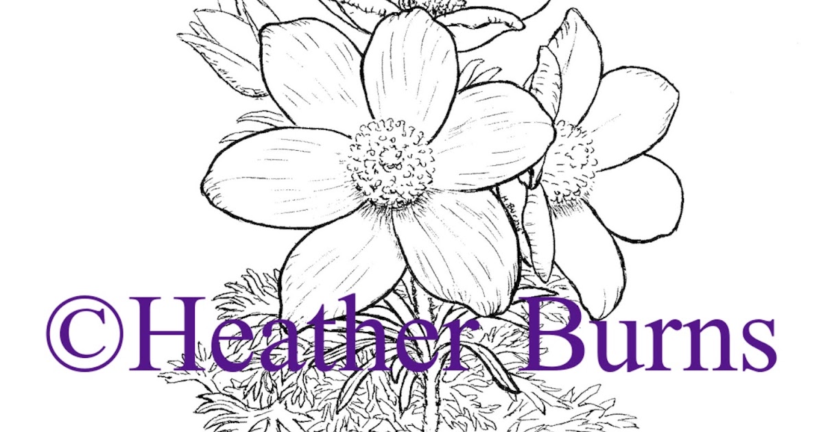 State Flower Coloring Book South Dakota Pasque Flower Coloring Page