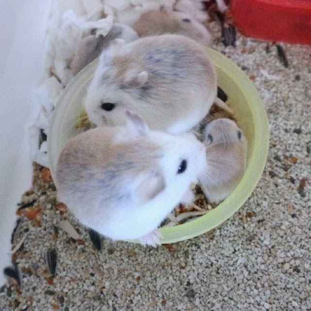 Hamster Roborovski Harga Ciri Makanan Dan Cara Merawatnya Bangmaul Com Hamster Roborovski Harga Ciri Makanan Dan Cara Merawatnya Bangmaul Com