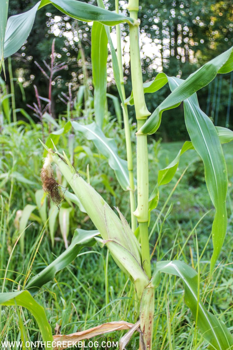 Corn in the garden | On The Creek Blog