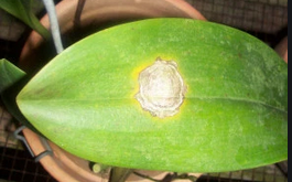 Cara Pemakaian Dan Dosis Fungisida Untuk Anggrek Kliktani Com