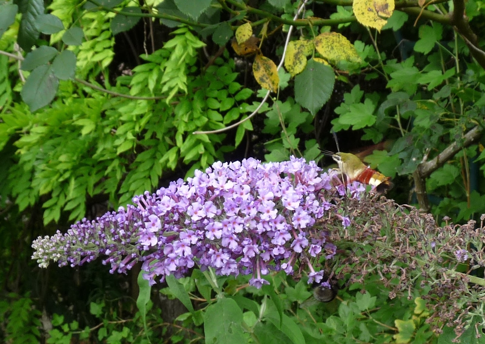 Les Petites Herbes Cueillette De Plantes Sauvages Tinctoriales