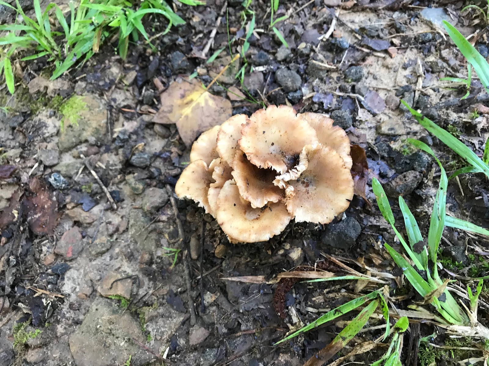 Life 101 Mushroom rose