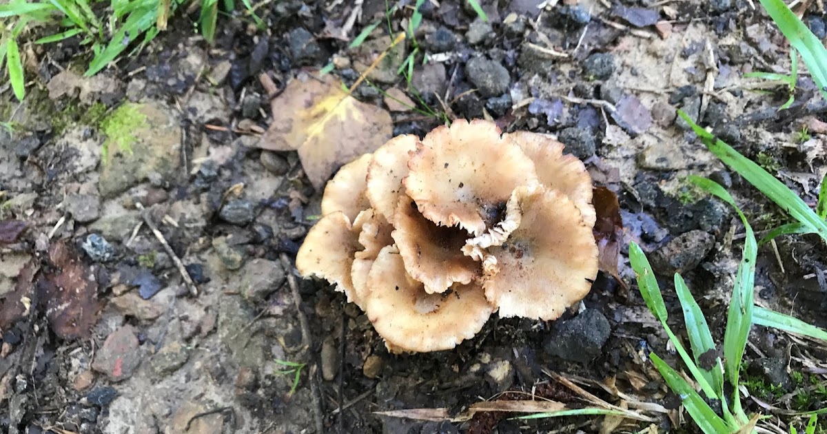 Life 101 Mushroom rose