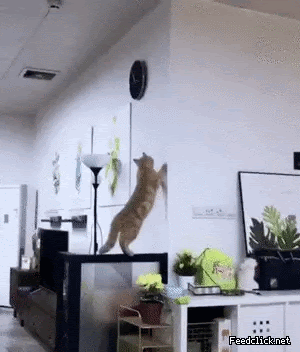 고양이 점프 대참사