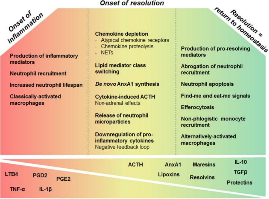 Travel To Health Acute Inflammation (Good) vs. Chronic Inflammation (Bad)