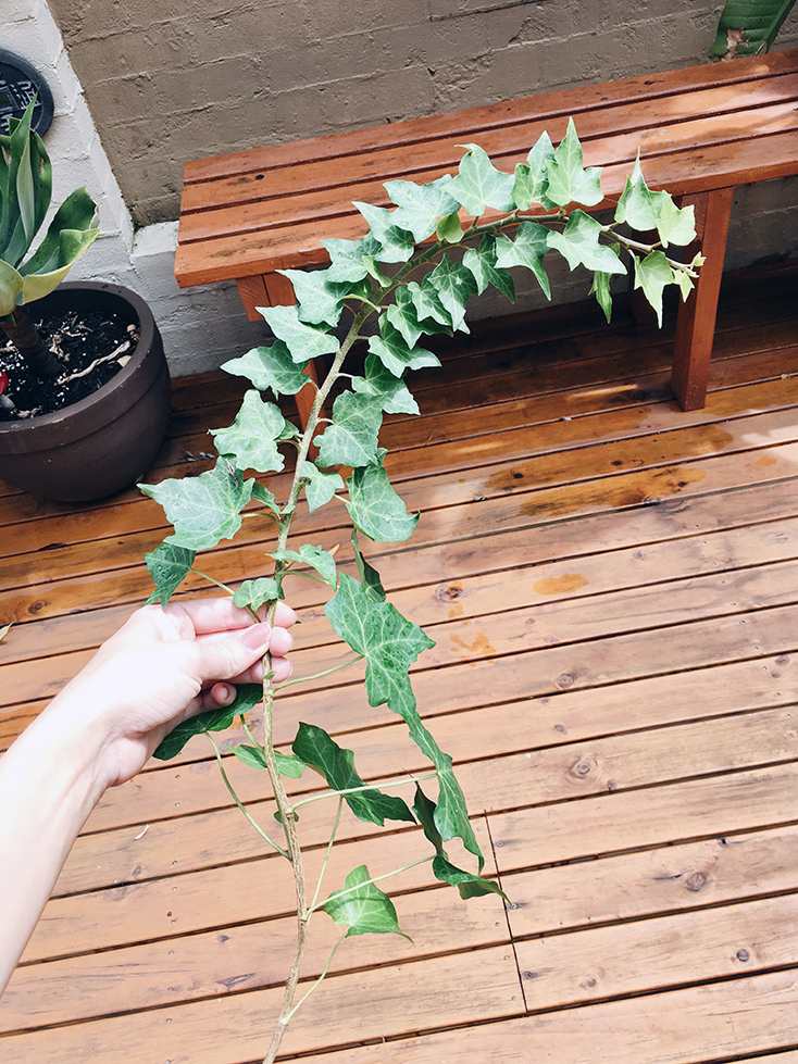 How To Grow New Ivy From Cuttings