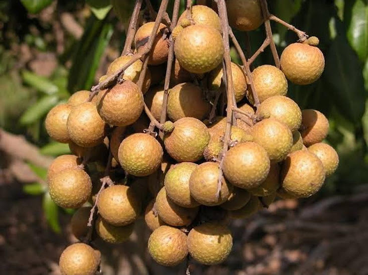 Bibit Kelengkeng Kateki Tegal