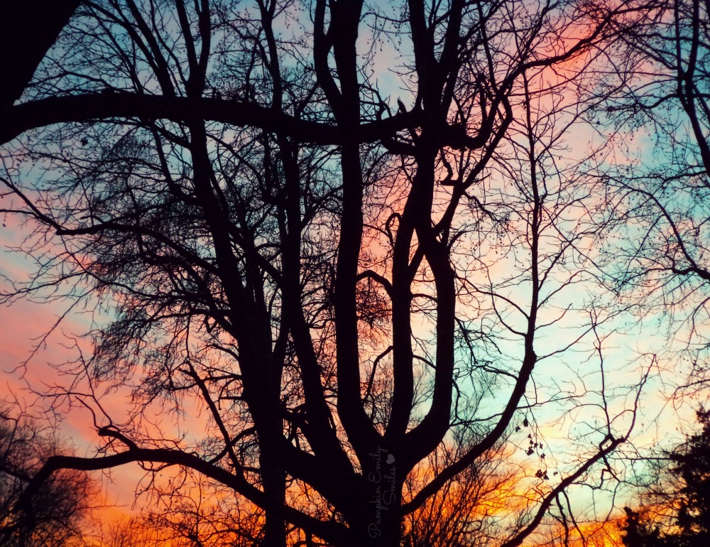 Beautiful sunset behind a tree.