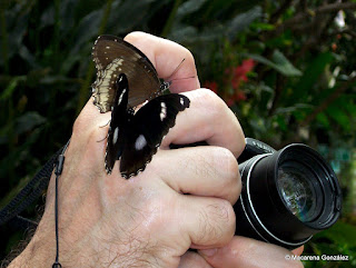 JARDÍN DE MARIPOSAS, BANGKOK. TAILANDIA 