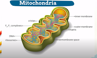 Mitochondria