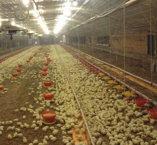 How to Rear Broiler Chickens for Six Weeks at Low Cost