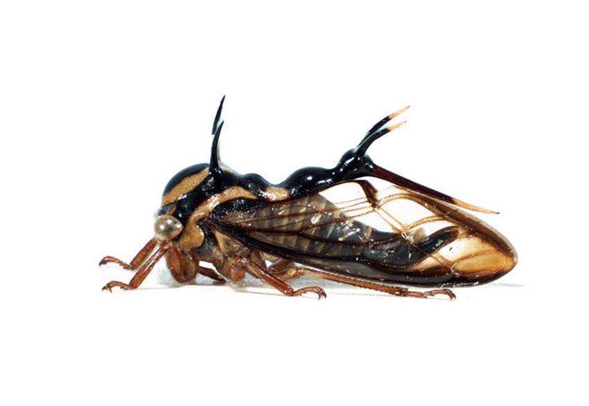 LO PIENSO, LO LEO, LO DIGO...: Insectos de 