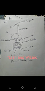 Decomposers short essay picture